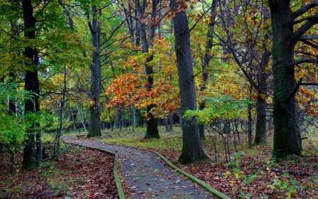 Fall Colors